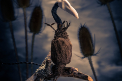Watcher
